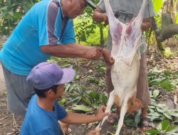 Kisah haru Idul Adha 1445 H Kampung Tangguh Semampir Krian.